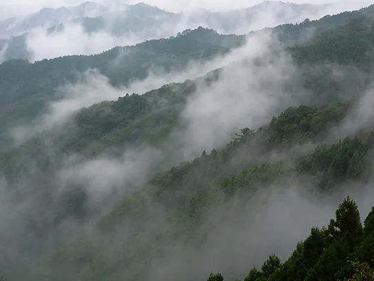 高野山（（总本山金刚峰寺））